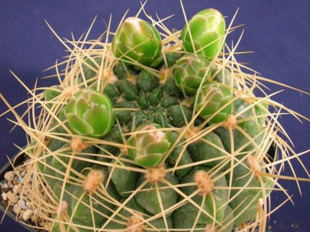 Gymnocalycium_multiflorum_1